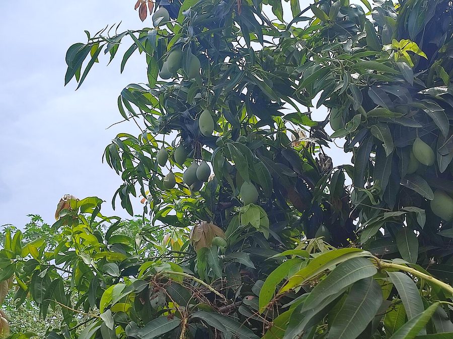 Totapuri Mango Pulp